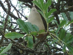 Kigelia africana stem-tip